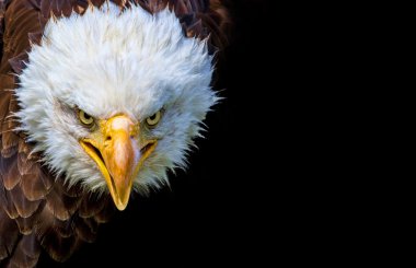 Siyah arka plan üzerine kızgın Kuzey Amerika kel kartal
