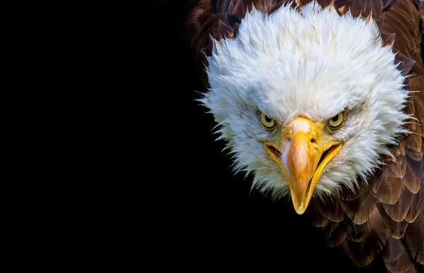 Angry north american bald eagle on black background — Stock Photo, Image
