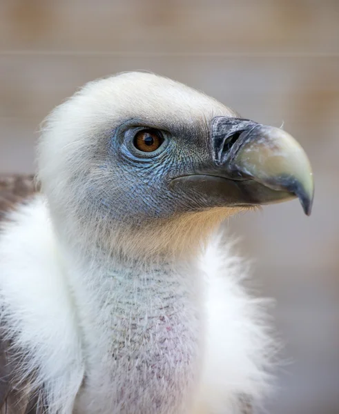 Portrait d'un jeune vautour blanc — Photo