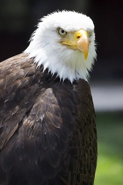 Schöner nordamerikanischer Weißkopfseeadler — Stockfoto