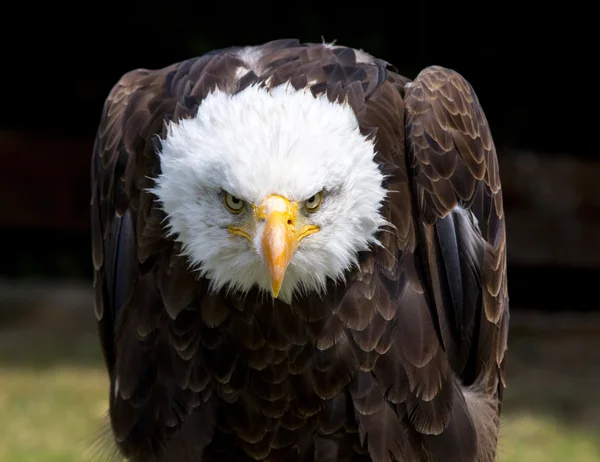 Hermoso águila calva norteamericana Fotos De Stock Sin Royalties Gratis