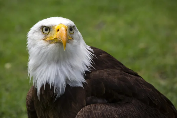 Güzel Kuzey Amerika kel kartal — Stok fotoğraf