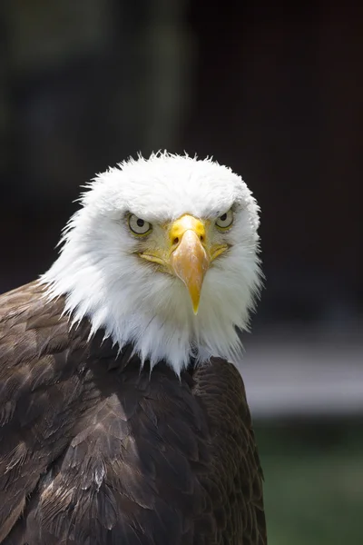 Hermoso águila calva norteamericana —  Fotos de Stock