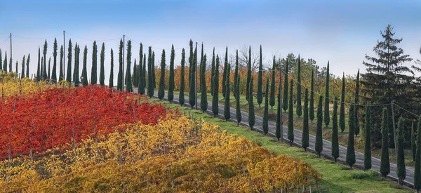 Estrada colorida de ciprestes — Fotografia de Stock