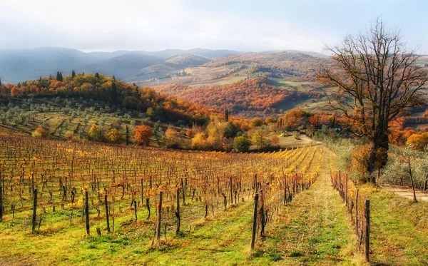 Otoño en colinas chianti —  Fotos de Stock