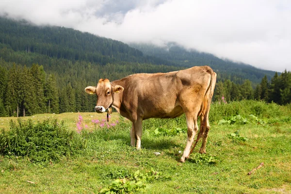 Vacca rilassante — Foto Stock