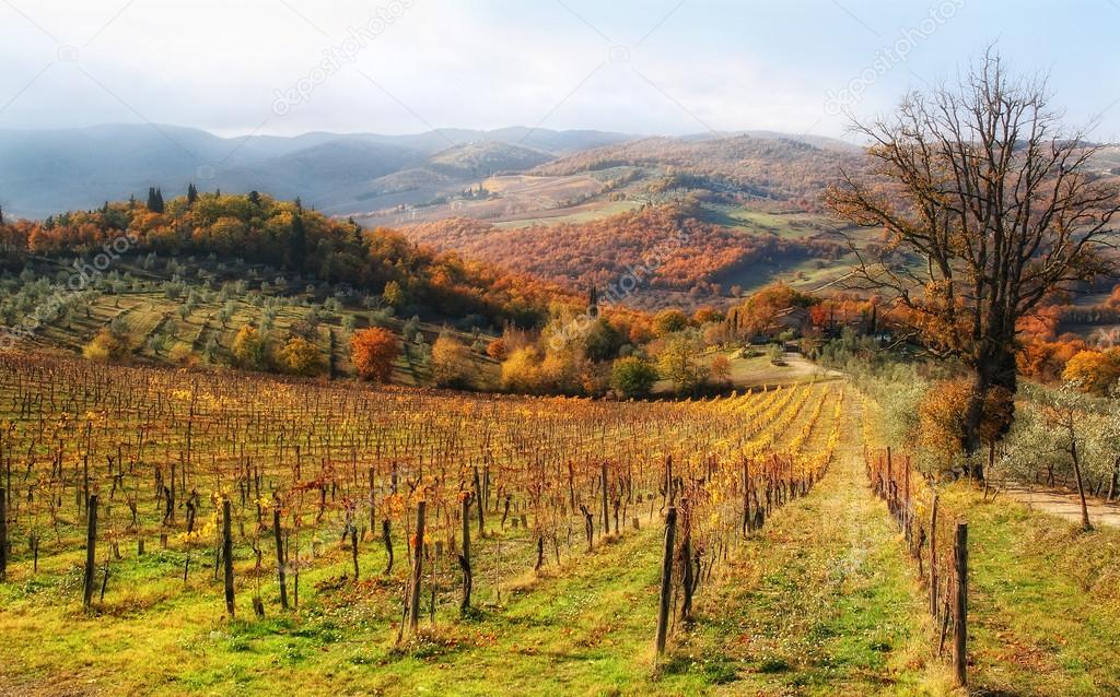 Autumn in chianti hills