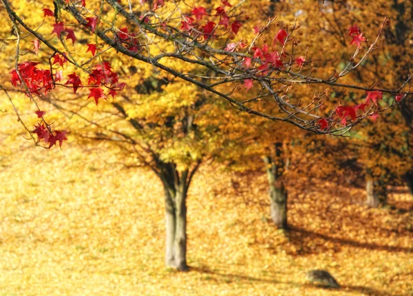 Outono deixa fundo colorido parque — Fotografia de Stock