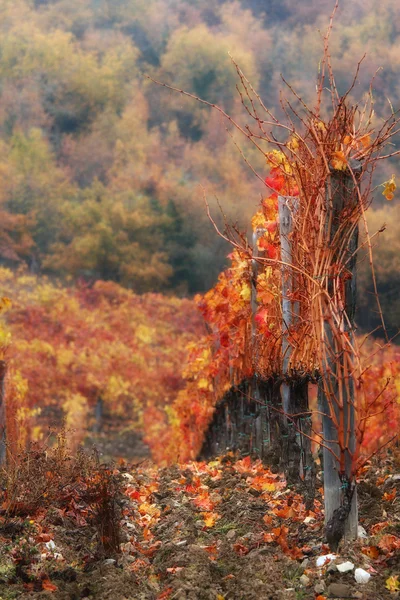 Vigneto rosso — Foto Stock