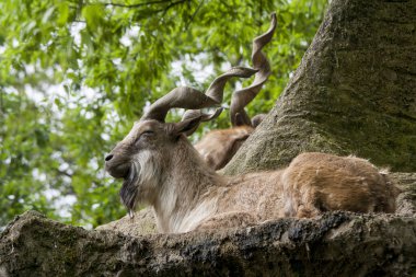 markhor kayanın üzerinde dinlenme 