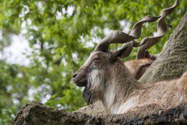 markhor kayanın üzerinde dinlenme 