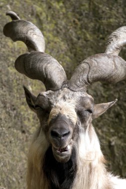 markhor kayanın üzerinde dinlenme 