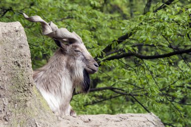 Markhor resting on a rock  clipart