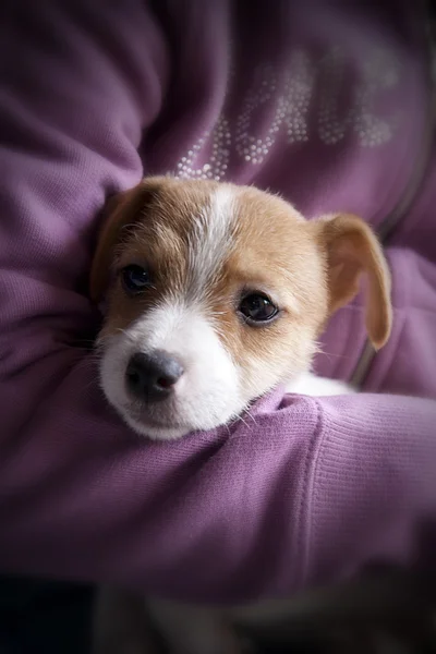 Štěně Jack Russel — Stock fotografie