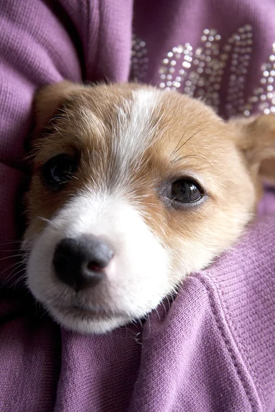 A puppy of Jack Russel — Stock Photo, Image