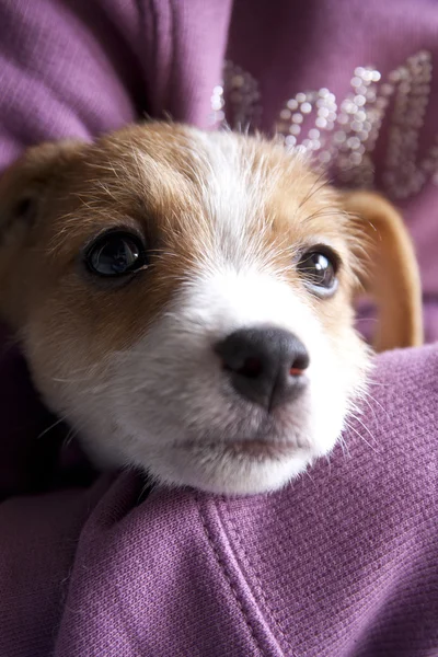 Un chiot de Jack Russel — Photo