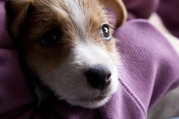 Štěně Jack Russel — Stock fotografie