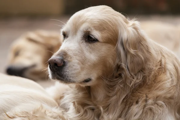 Portrait d'un chien — Photo