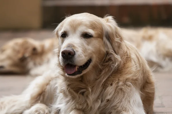 Portrait d'un chien — Photo