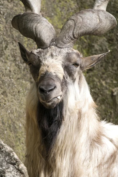 Markhor resting on a rock — Stock Photo, Image