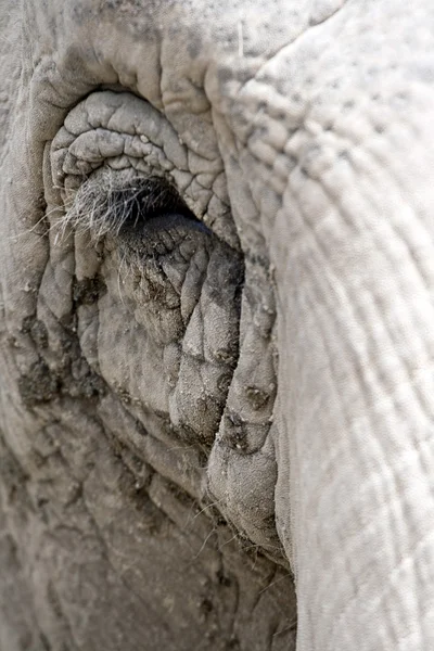Eye of an elephant — Stock Photo, Image