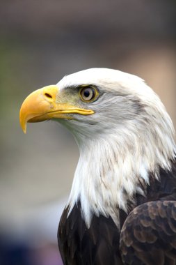 Güzel bir Amerikan AK başlı kartal