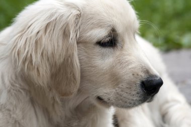 Bir köpeğin portresi.