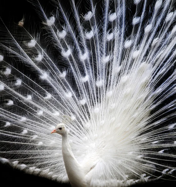 Vanity of white peacock — Stock Photo, Image