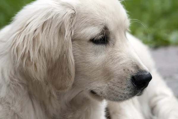 Portrait d'un chien — Photo