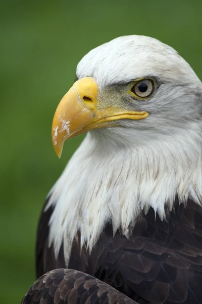 Un hermoso águila de cabeza blanca americana — Foto de Stock