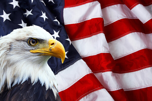 North American Bald Eagle on American flag Stock Picture