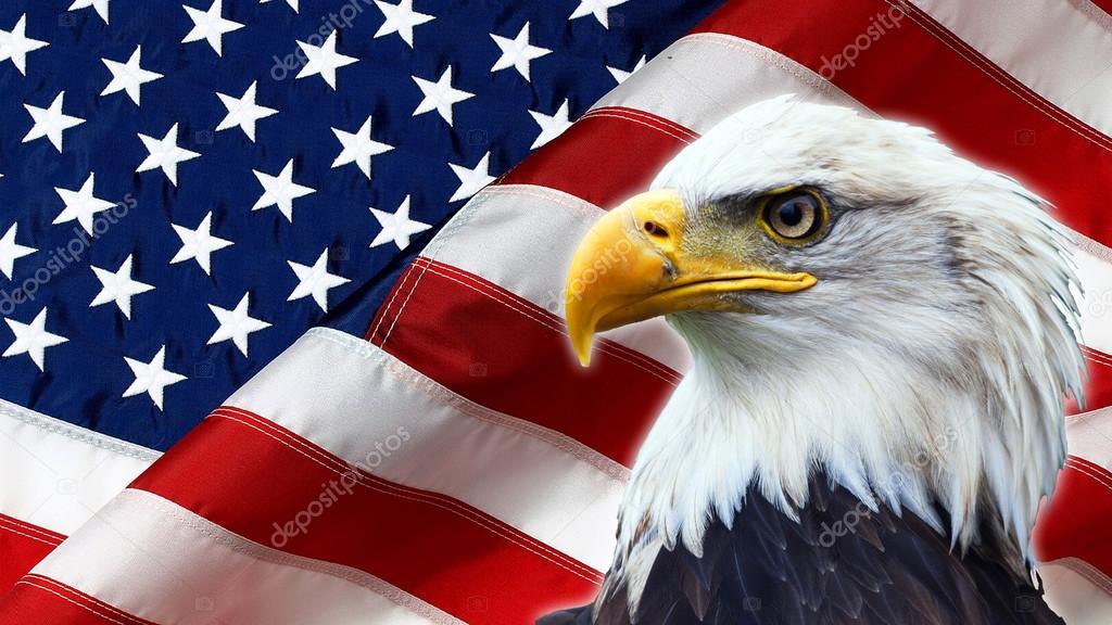 North American Bald Eagle on American flag Stock Photo by