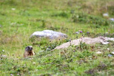 Marmot merakla arıyorsunuz