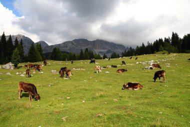 İnekler Dolomites'in yüksek alanlarında grup