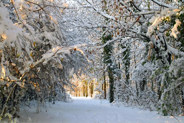 公园里的冬天 — 图库照片