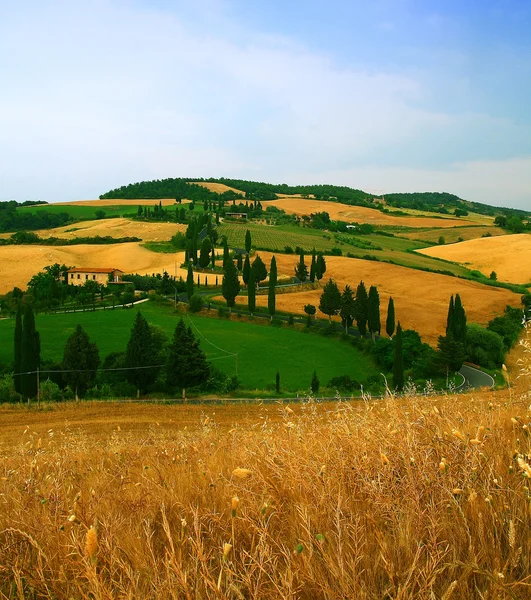 La route des cyprès — Photo