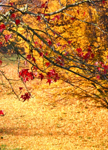 Outono colorido — Fotografia de Stock