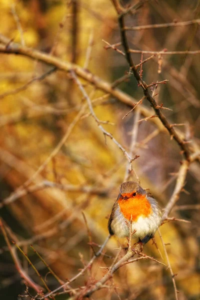 Robin. — Foto de Stock