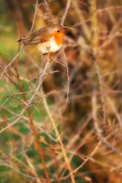 Robin — Stok fotoğraf