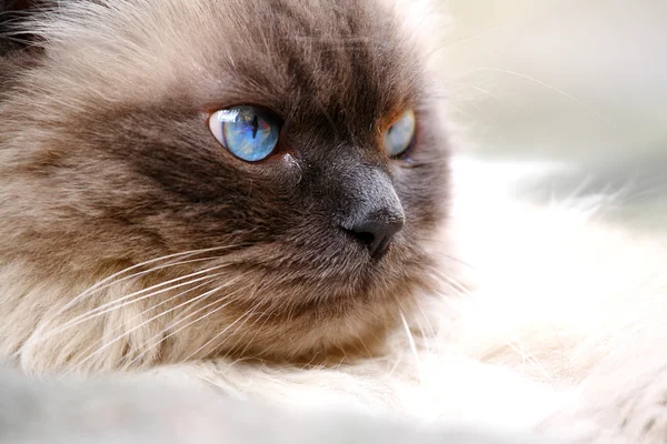 Ritratto di un bel gatto dagli occhi azzurri — Foto Stock