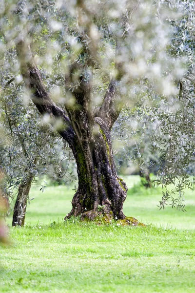 Drzewo oliwne w ogrodzie. Pistoia – Włochy — Zdjęcie stockowe