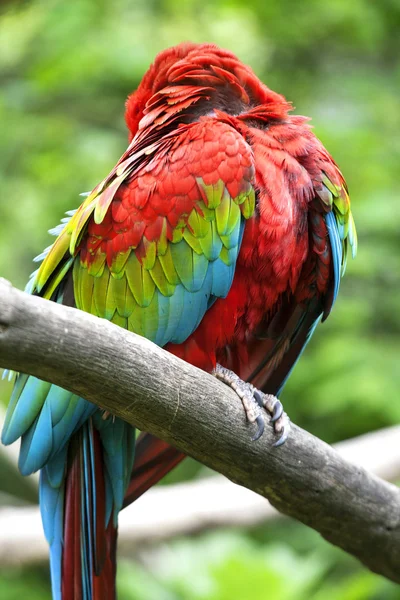 Scarlet macaw (Ara macao) perched upon a branch in the jungle. — Stock Photo, Image