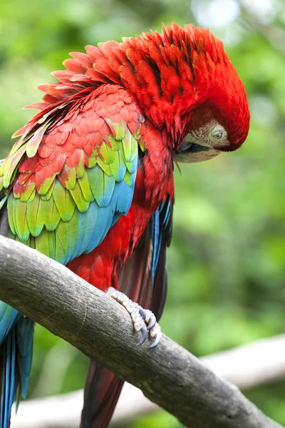 Scarlet macaw (Ara macao) perched upon a branch in the jungle. — Stock Photo, Image