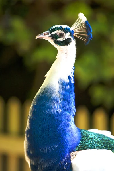 Porträtt av vackra vita påfågeln i en djurpark — Stockfoto