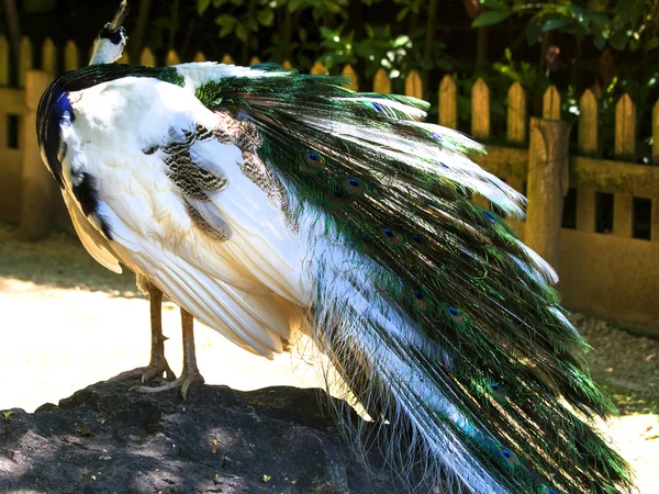 Particular of a white peacock — Stock Photo, Image