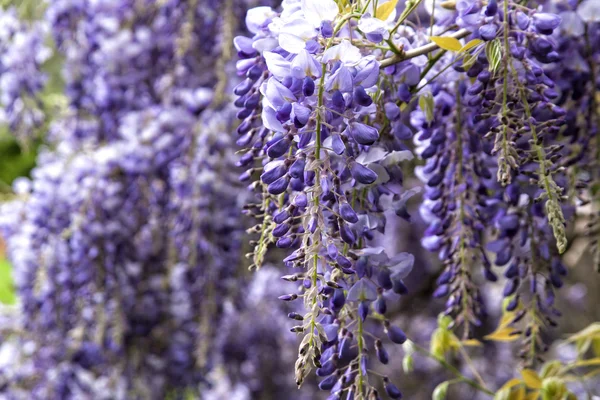 Красиві фіолетові квіти вістерії навесні — стокове фото