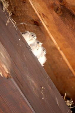 Üç küçük serçeler anne bekliyor