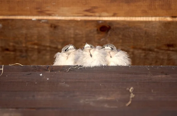 Trois petits moineaux attendant maman — Photo