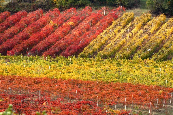 Fileiras de vinha no outono — Fotografia de Stock