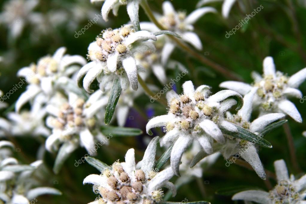 Edelweiss flower (Leontopodium alpinum), symbol of Alps mountain